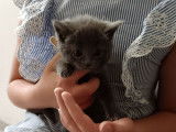 6 chatons Chartreux LOOF à réserver