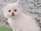 5 chatons Ragdolls LOOF disponibles à la réservation