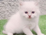 5 chatons Ragdolls LOOF disponibles à la réservation