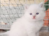 5 chatons Ragdolls LOOF disponibles à la réservation