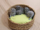 &Agrave; r&eacute;server, 5 chatons Chartreux LOOFr