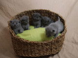 &Agrave; r&eacute;server, 5 chatons Chartreux LOOFr