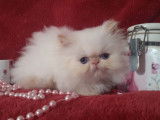 À vendre : un chaton femelle Persan LOOF