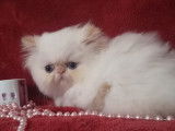 À vendre : un chaton femelle Persan LOOF