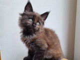 Chaton mâle Maine Coon LOOF à vendre