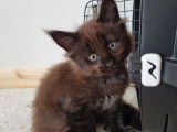Chaton mâle Maine Coon LOOF à vendre