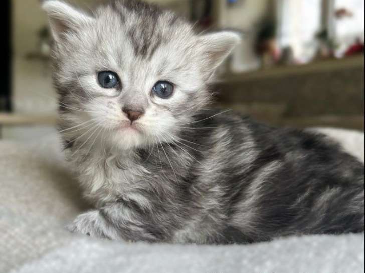4 Chatons Maine Coon Polydactyles LOOF à réserver