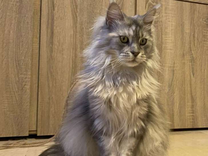 1 chat femelle Maine Coon adulte LOOF à vendre