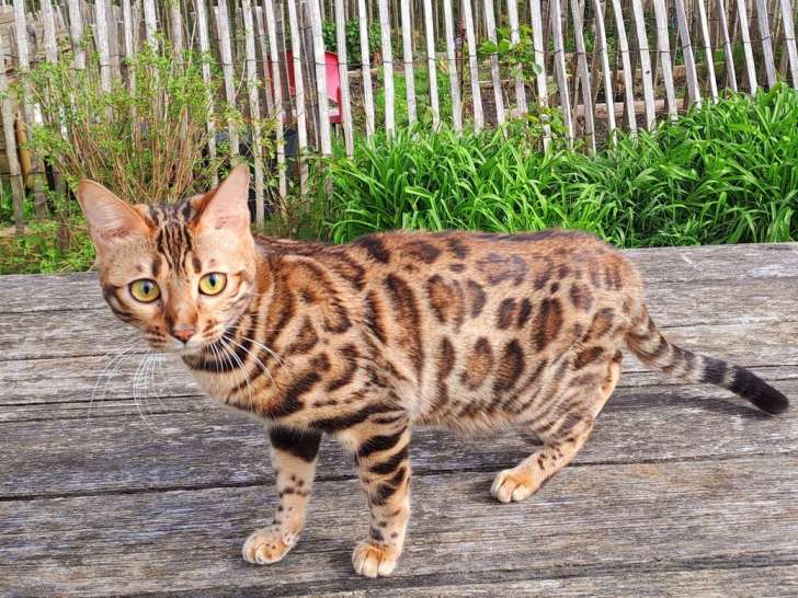 1 chatonne Bengal Brown Tabby LOOF à réserver