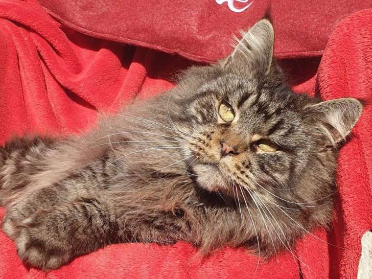 1 chat mâle Maine Coon LOOF à vendre