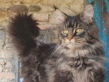 1 chat m&acirc;le Maine Coon LOOF &agrave; vendre