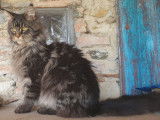 1 chat m&acirc;le Maine Coon LOOF &agrave; vendre