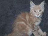 3 chatons Maine Coon LOOF à réserver