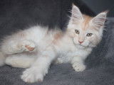 3 chatons Maine Coon LOOF à réserver