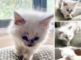 3 Chatons Maine Coon LOOF à réserver
