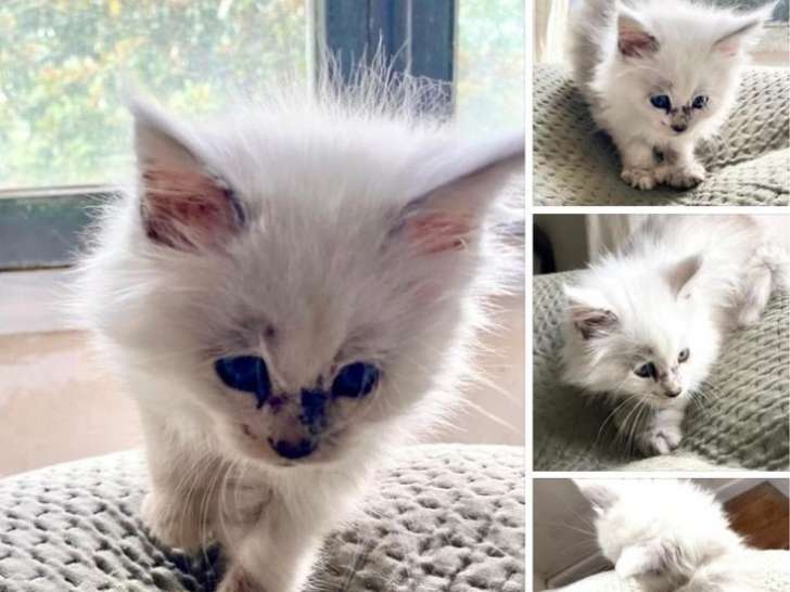 3 Chatons Maine Coon LOOF à réserver