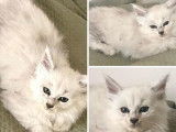 3 Chatons Maine Coon LOOF à réserver