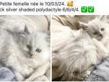 3 Chatons Maine Coon LOOF à réserver