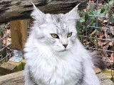 3 Chatons Maine Coon LOOF à réserver