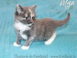 À réserver : 3 chatons Norvégiens LOOF