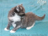 À réserver : 3 chatons Norvégiens LOOF