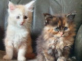 7 chatons Maine Coon LOOF disponibles à la réservation