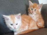7 chatons Maine Coon LOOF disponibles à la réservation