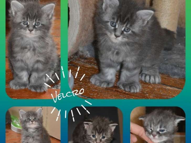À réserver : 4 chatons Maine Coon LOOF