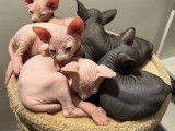Chatons Sphynx LOOF à vendre