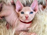 Chatons Sphynx LOOF à vendre