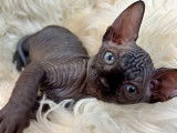 Chatons Sphynx LOOF à vendre