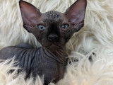 Chatons Sphynx LOOF à vendre