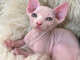 Chatons Sphynx LOOF à vendre