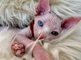 Chatons Sphynx LOOF à vendre
