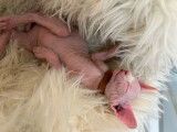 Chatons Sphynx LOOF à vendre