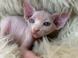 Chatons Sphynx LOOF à vendre