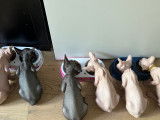 Chatons Sphynx LOOF à vendre