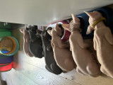 Chatons Sphynx LOOF à vendre