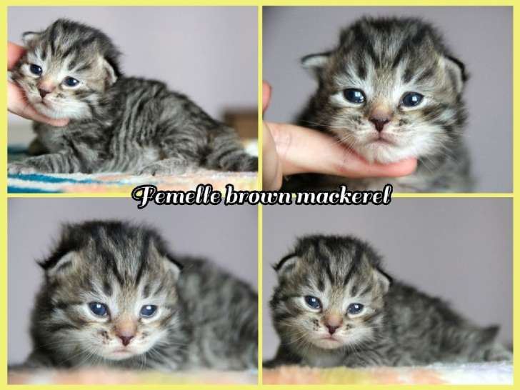 4 chatons Sibériens LOOF, à réserver
