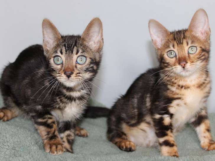 Chatons Bengal mâles LOOF