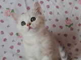 À vendre : 1 chaton femelle Scottish Straight LOOF