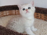 À vendre : 1 chaton femelle Scottish Straight LOOF