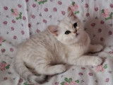 À vendre : 1 chaton femelle Scottish Straight LOOF