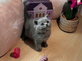 3 chatons British Shorthair LOOF disponibles à la vente