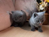3 chatons British Shorthair LOOF disponibles à la vente
