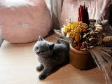 3 chatons British Shorthair LOOF disponibles à la vente