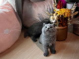 3 chatons British Shorthair LOOF disponibles à la vente