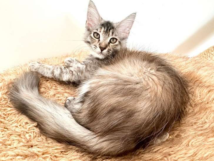 1 chatonne Maine Coon LOOF disponible à la vente
