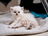 2 chatons mâles Selkirk Rex LOOF disponibles à l’achat