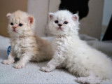 2 chatons mâles Selkirk Rex LOOF disponibles à l’achat